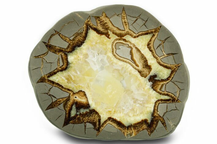 Polished Septarian Slab - Utah #378502